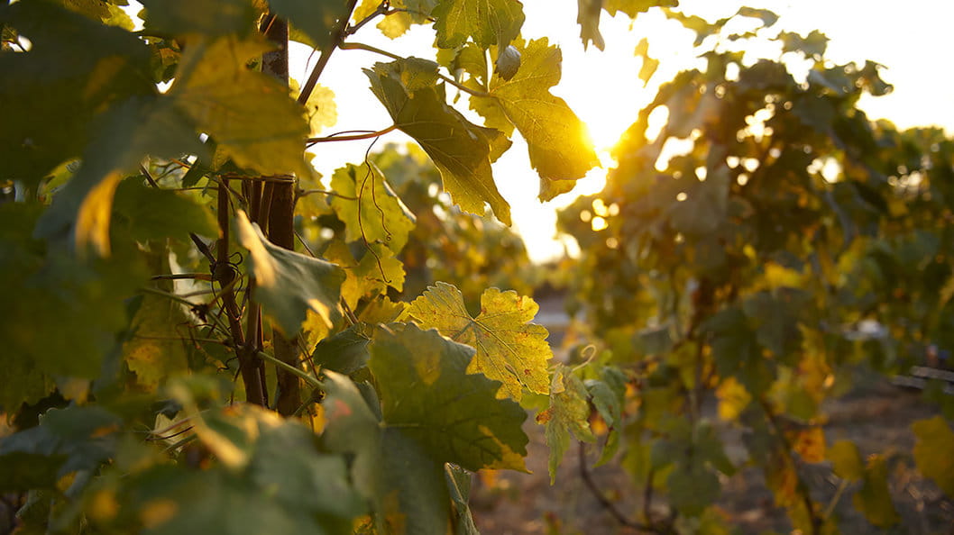 Domaine de la Bolliattaz