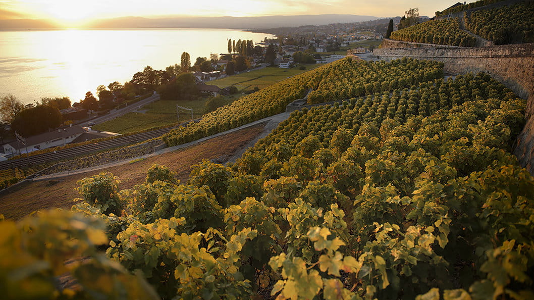 Domaine de la Bolliattaz