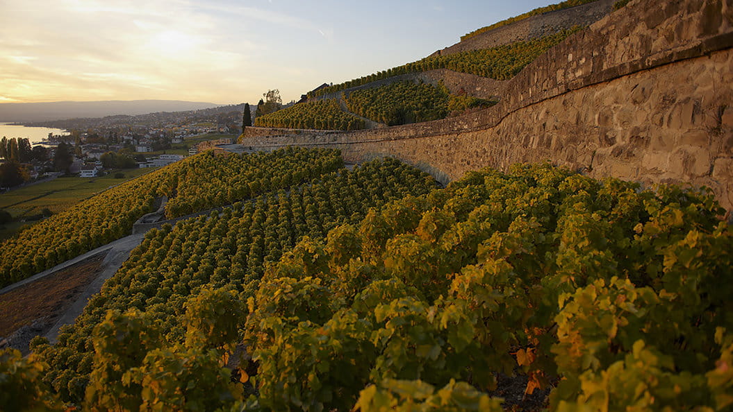 Domaine de la Bolliattaz