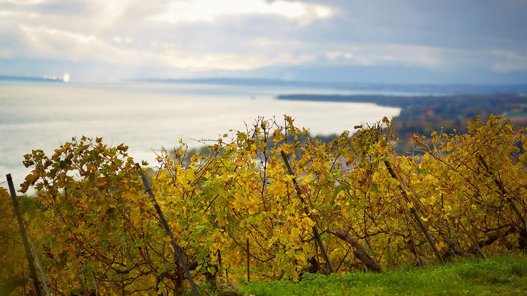 Domaine de Fischer