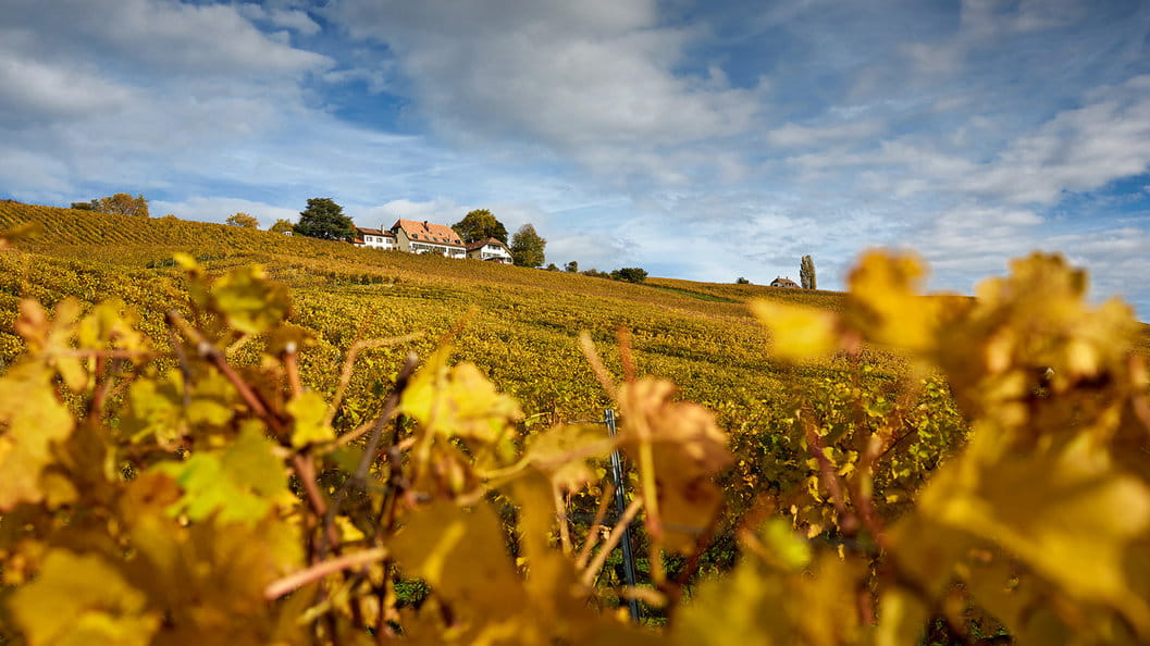 Domaine de Fischer